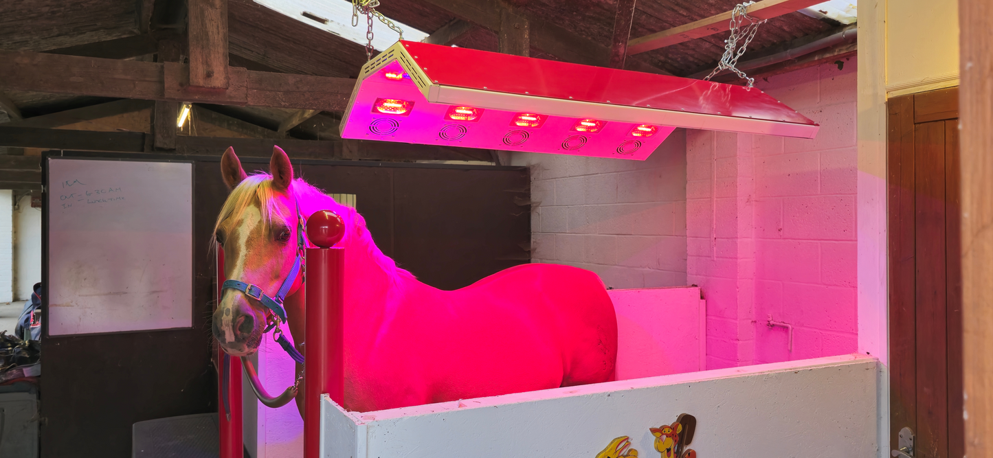 horse under a solarium