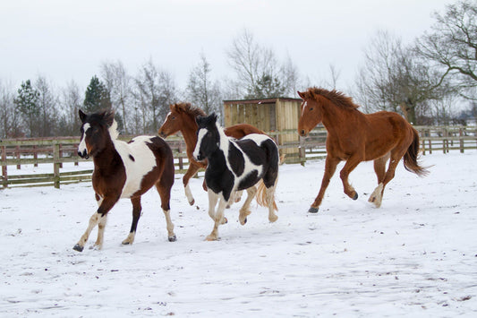 Horses running in the snow 