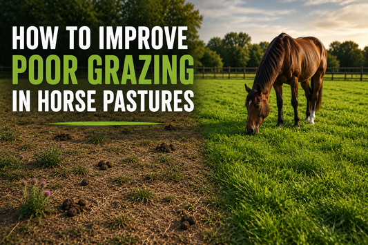 How to Improve Poor Grazing in Horse Pastures