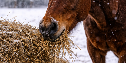 horse eating hay in snow filled paddock