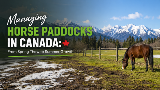 Managing Horse Paddocks in Canada: From Spring Thaw to Summer Growth