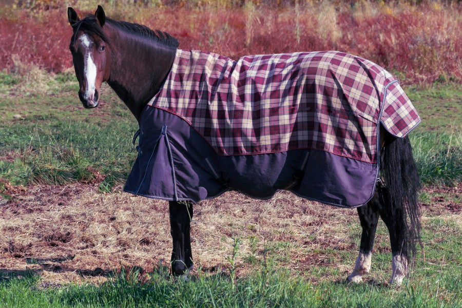 Winter Blanketing for Canadian Horses: Thermoregulation and Fit