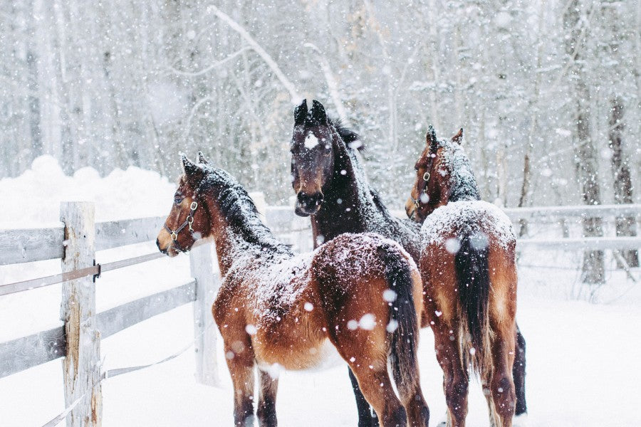 Pre-Freeze Checklist for Canadian Horse Properties: Water, Forage, Footing