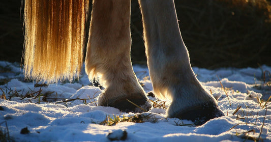 horse legs outside in the snow 