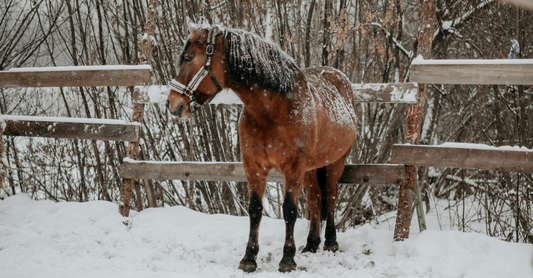 Shelter & Blanketing for Canadian Winters: A Horse Owner’s Guide