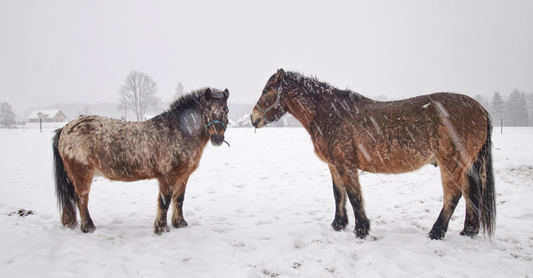 Canadian Winter Horse Care: Protect Your Paddocks from Snow, Ice & Mud