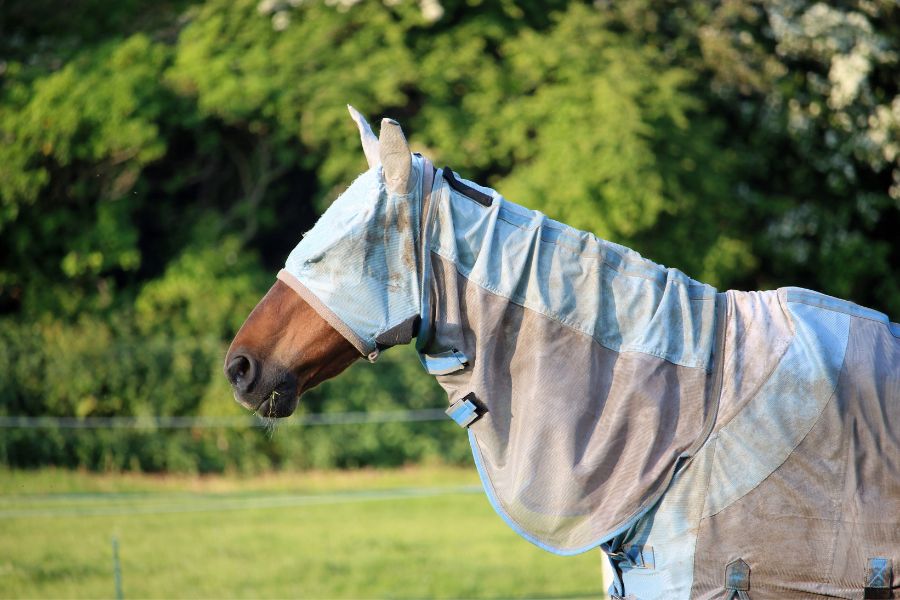 basic horse care